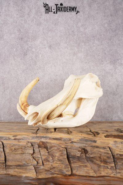 Warthog Skull SKU 3292