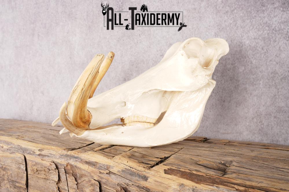 Warthog Skull SKU 3292 - Image 4