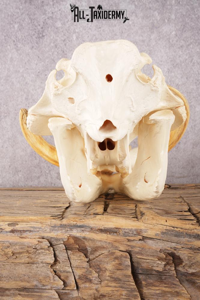 Warthog Skull SKU 3292 - Image 3