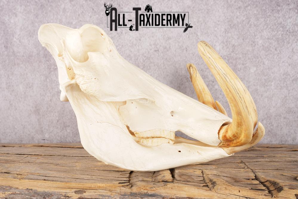 Warthog Skull SKU 3292 - Image 2