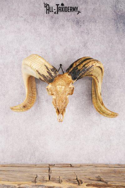 Carved Sheep Skull SKU 3299