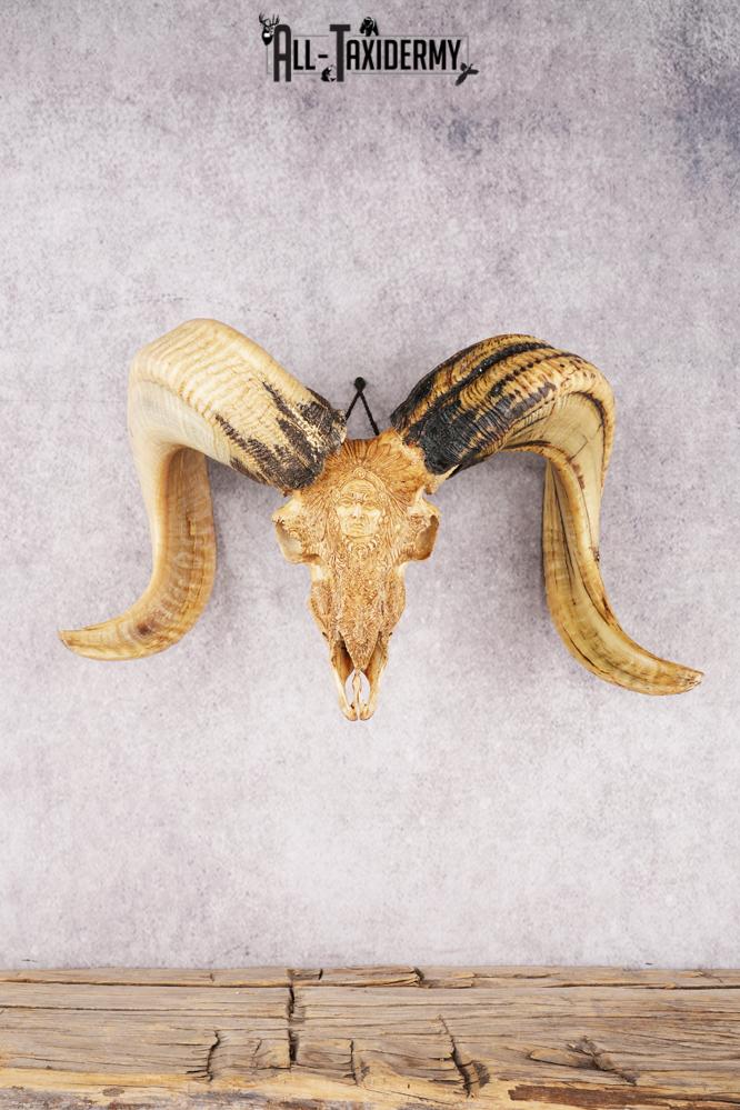 Carved Sheep Skull SKU 3299