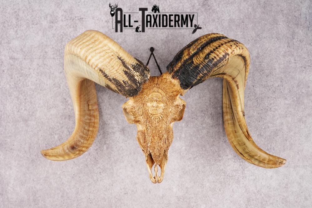 Carved Sheep Skull SKU 3299 - Image 5