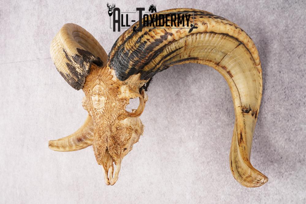 Carved Sheep Skull SKU 3299 - Image 4