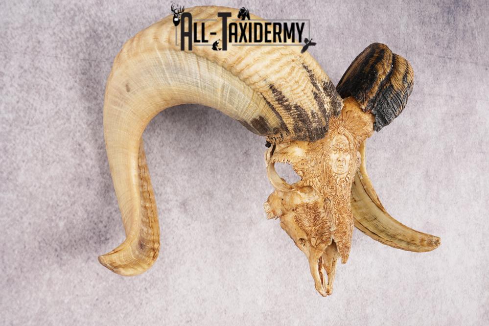 Carved Sheep Skull SKU 3299 - Image 3
