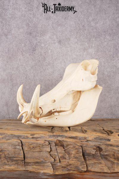 Warthog Skull SKU 3243