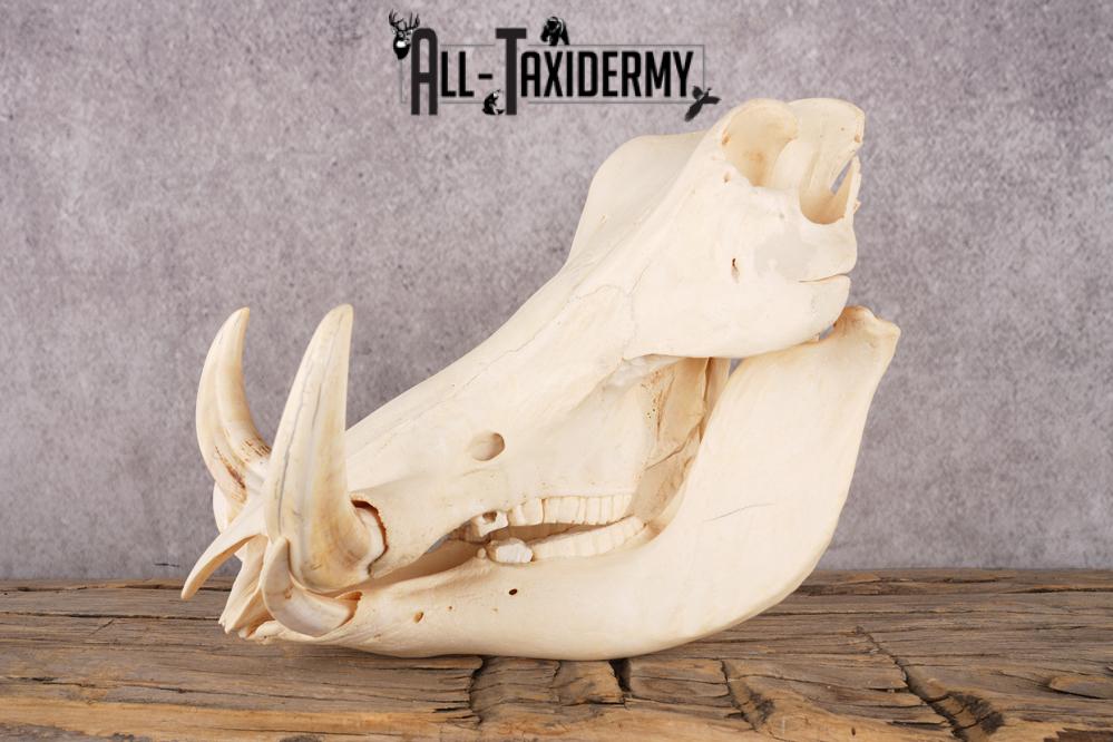 Warthog Skull SKU 3243 - Image 5