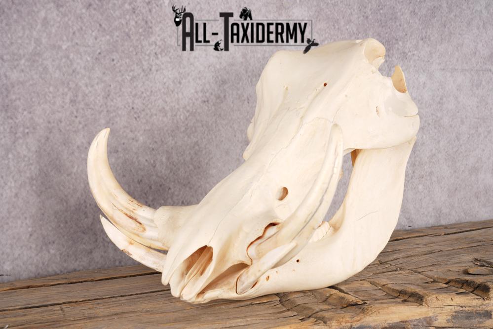 Warthog Skull SKU 3243 - Image 4