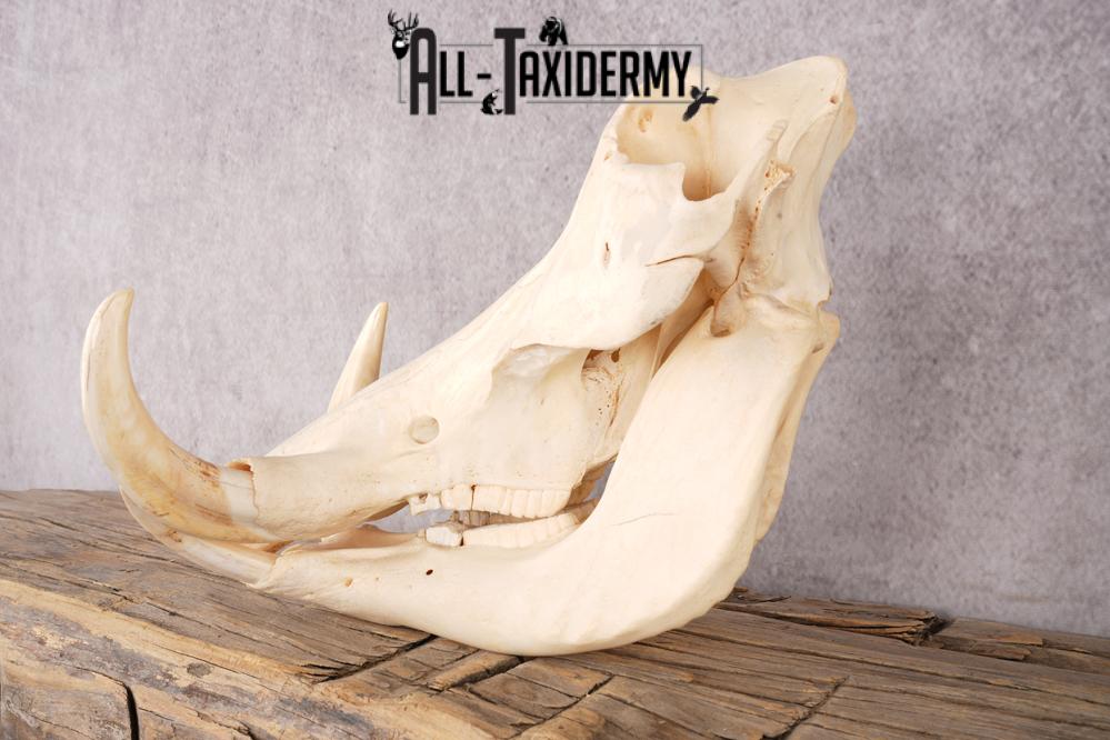 Warthog Skull SKU 3243 - Image 3