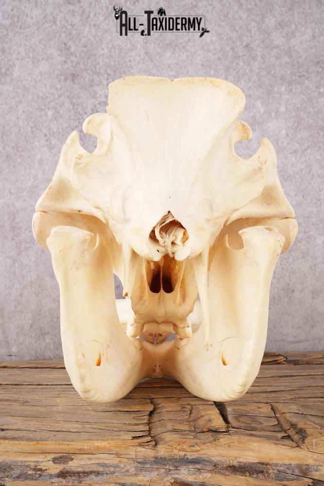 Warthog Skull SKU 3243 - Image 2