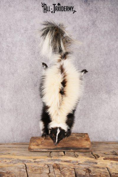 Skunk SKU 3203