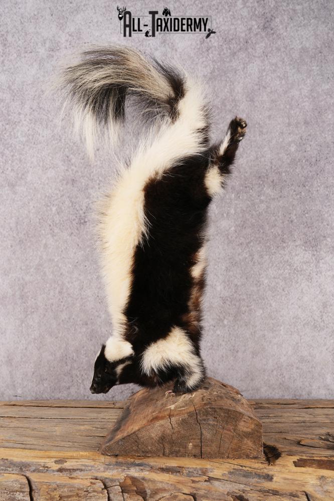 Skunk SKU 3203 - Image 4