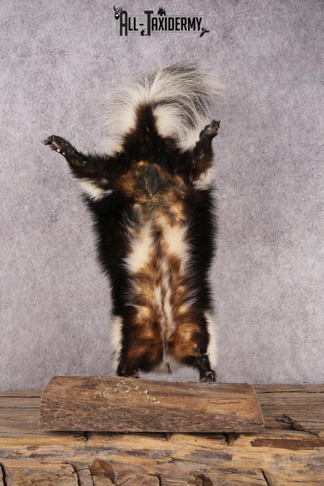 Skunk SKU 3203 - Image 3