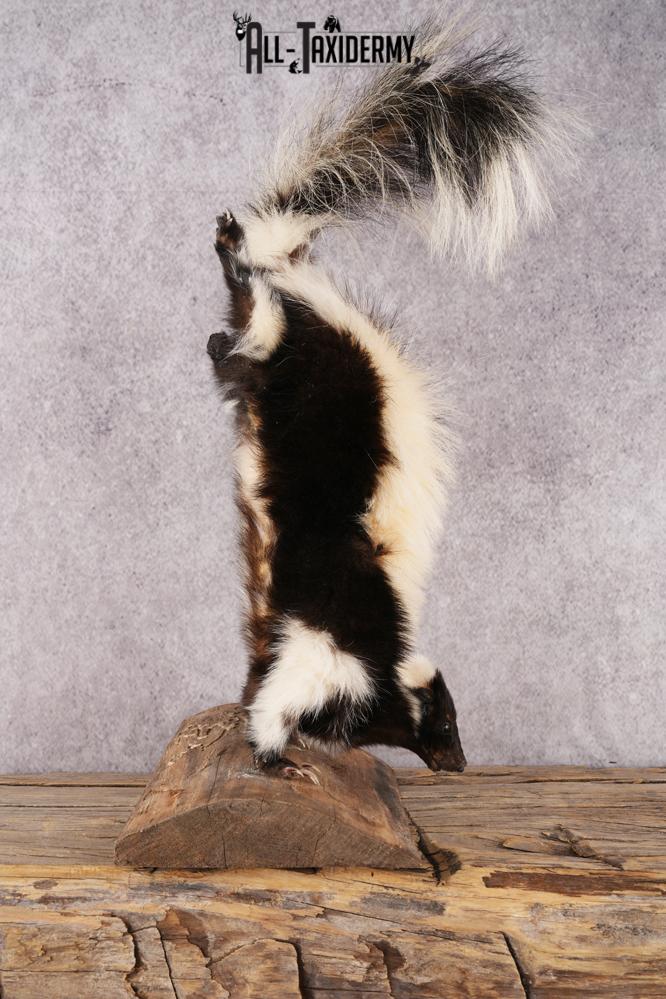 Skunk SKU 3203 - Image 2