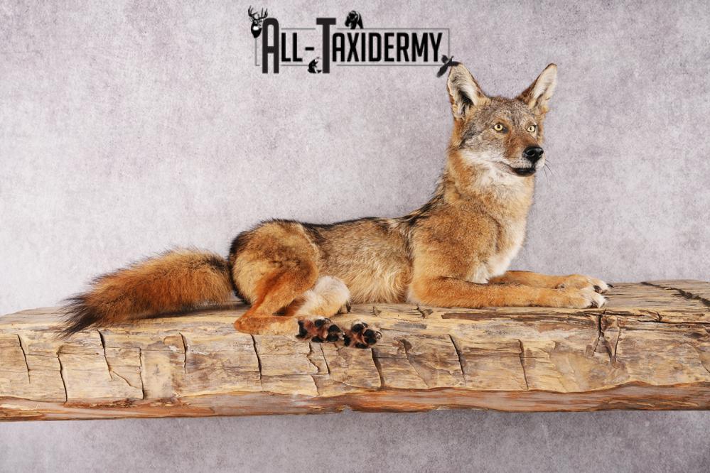 Coyote SKU 3316 - Image 6