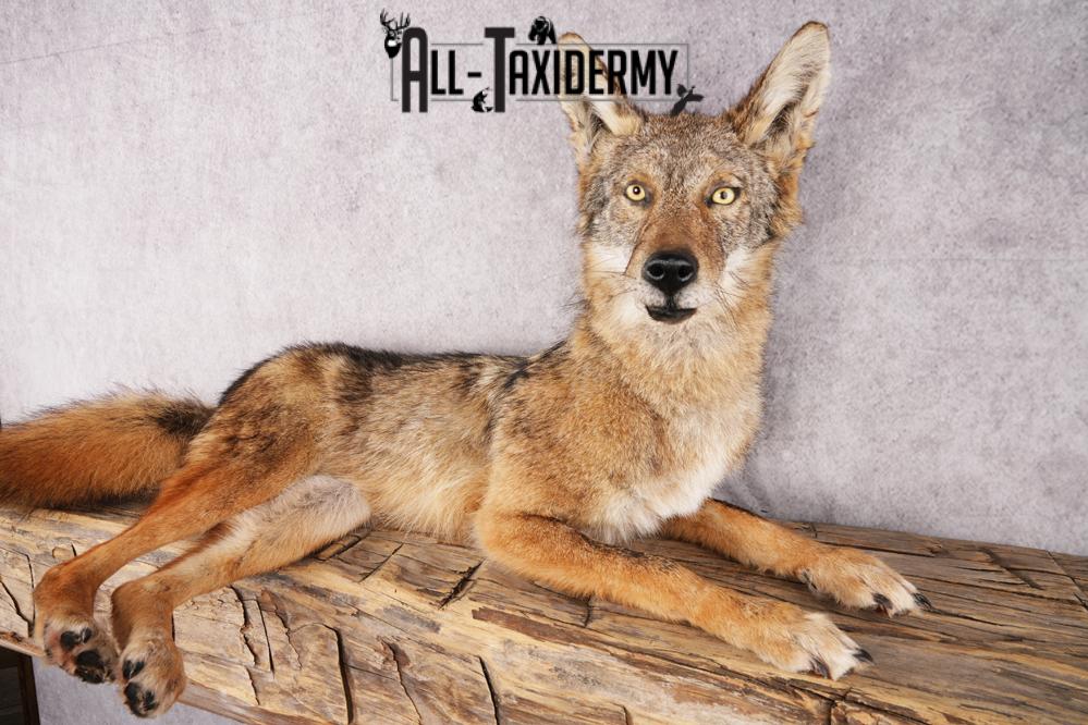 Coyote SKU 3316 - Image 5