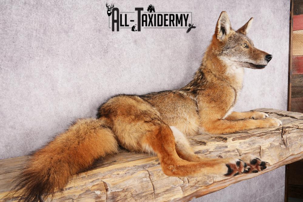 Coyote SKU 3316 - Image 4