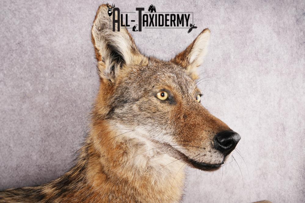 Coyote SKU 3316 - Image 3