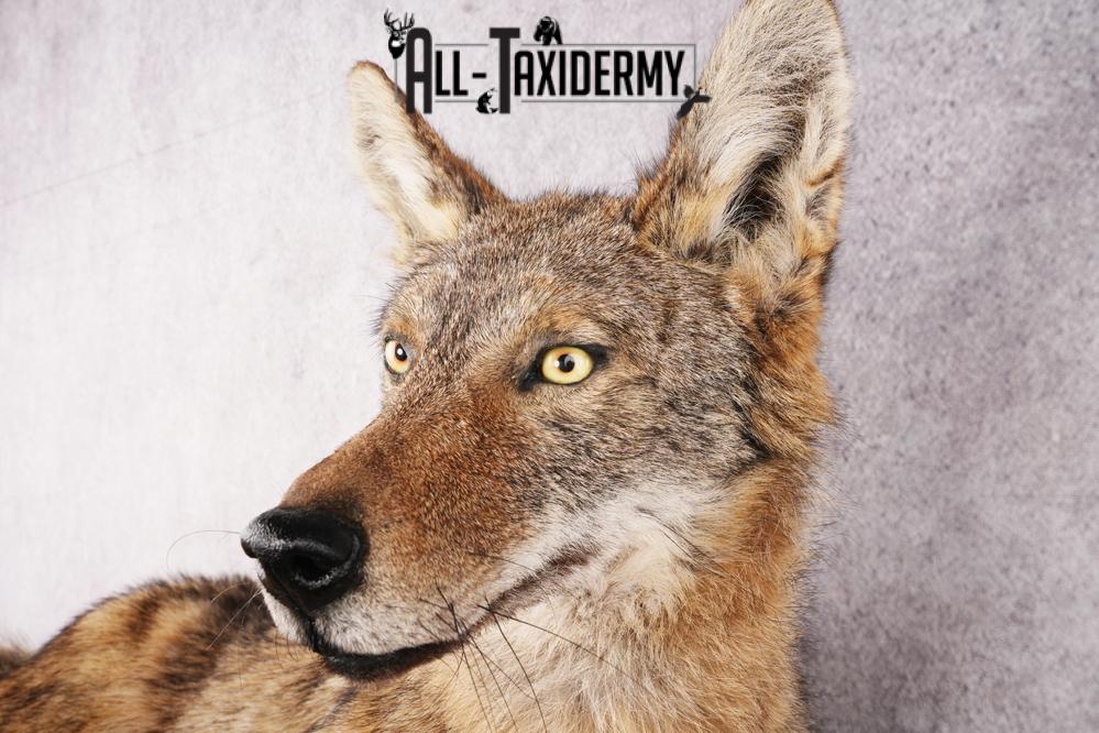 Coyote SKU 3316 - Image 2