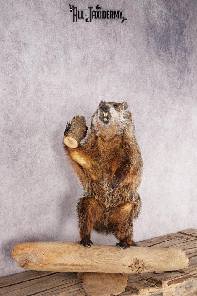 Wood Chuck SKU 3280 - Image 6