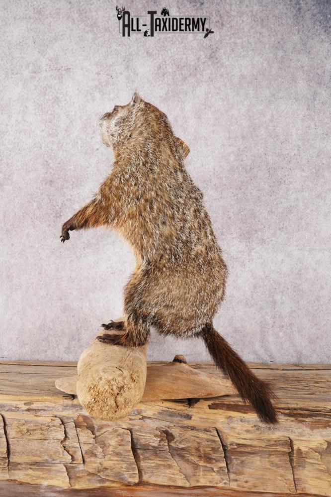 Wood Chuck SKU 3280 - Image 5