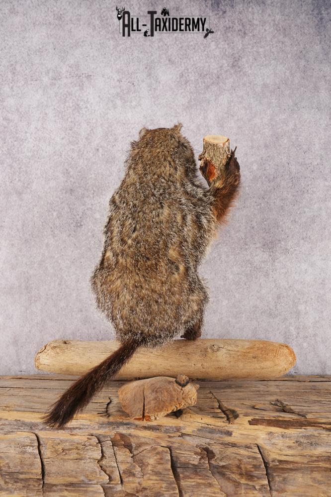 Wood Chuck SKU 3280 - Image 4