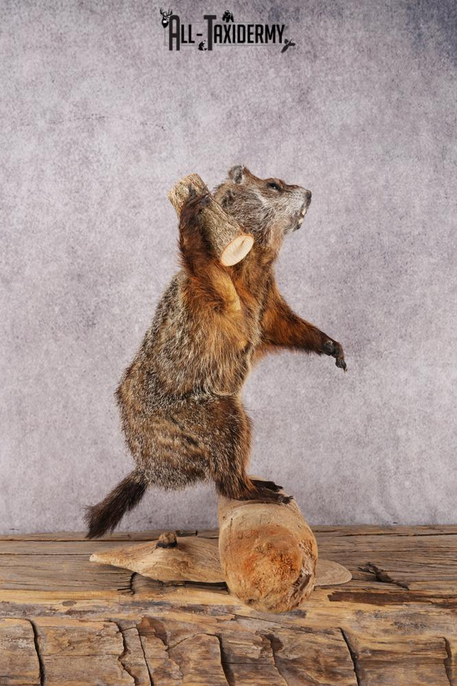 Wood Chuck SKU 3280 - Image 3