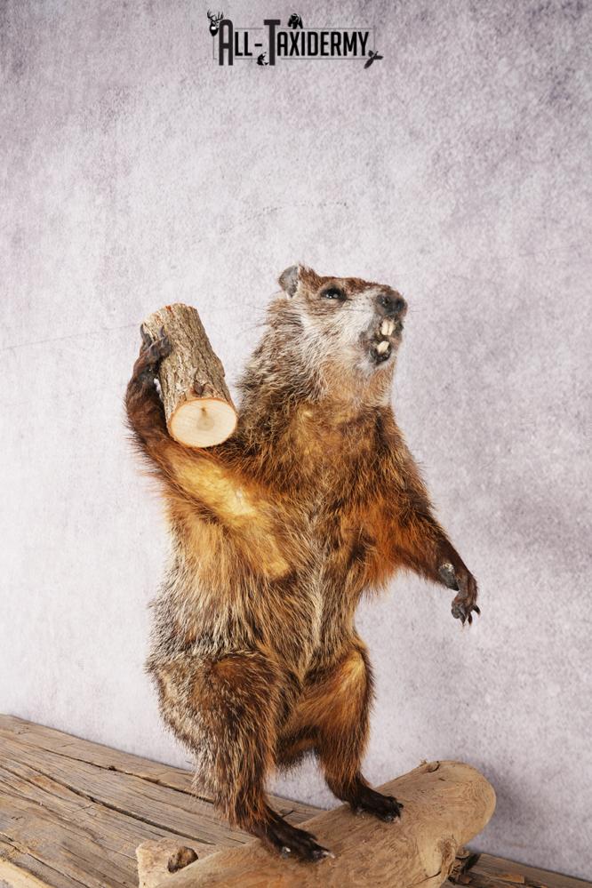 Wood Chuck SKU 3280 - Image 2