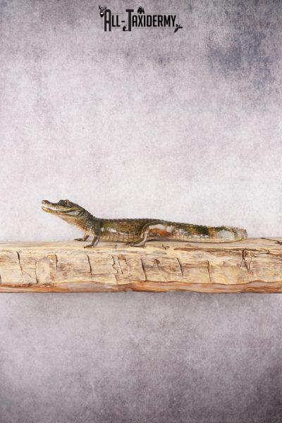 Baby Alligator SKU 3304