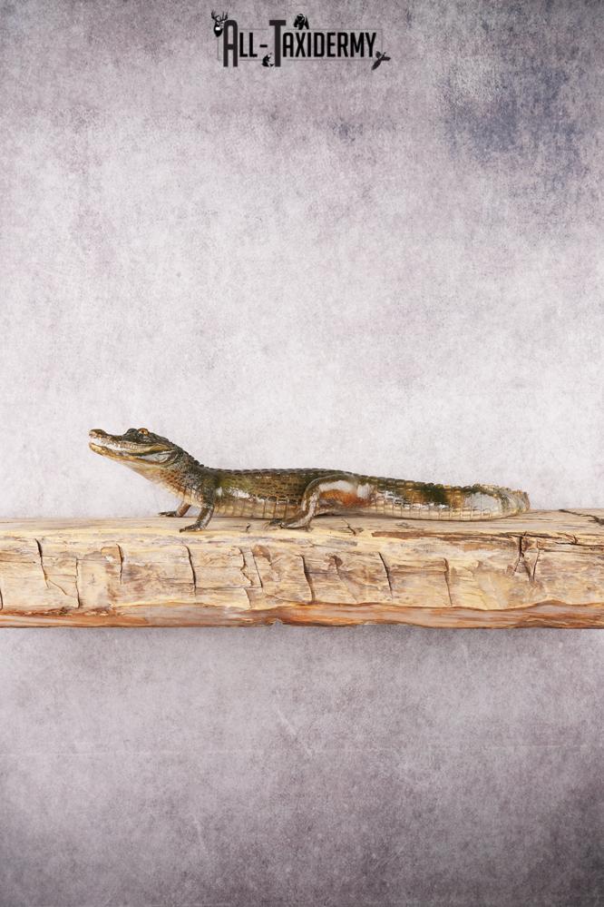 Baby Alligator SKU 3304