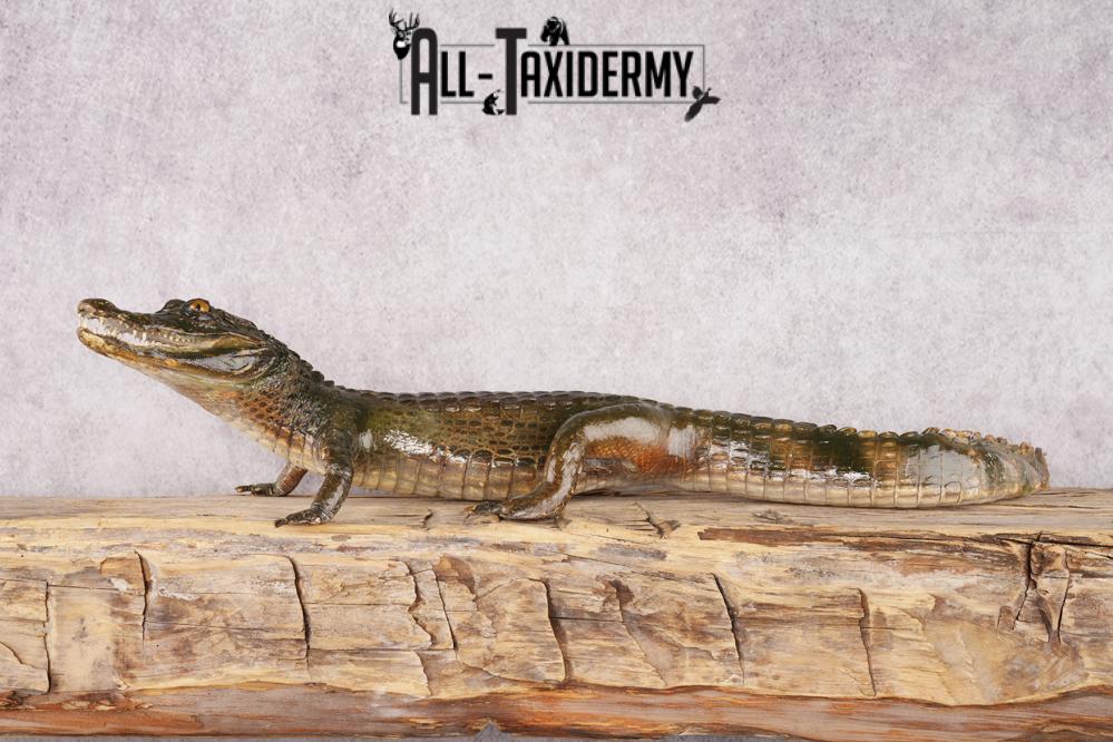 Baby Alligator SKU 3304 - Image 9