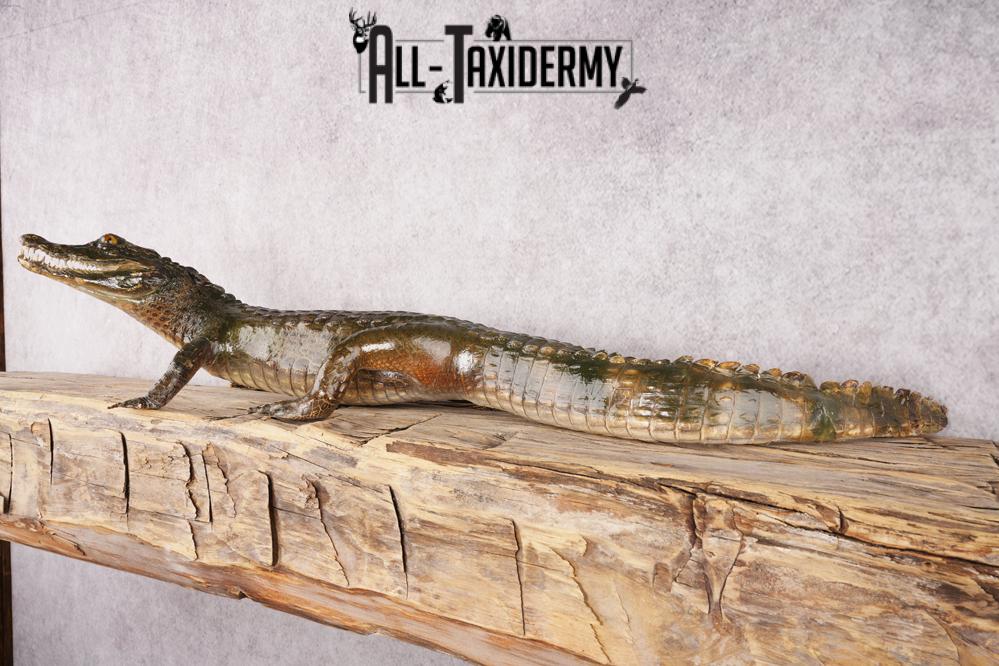 Baby Alligator SKU 3304 - Image 8