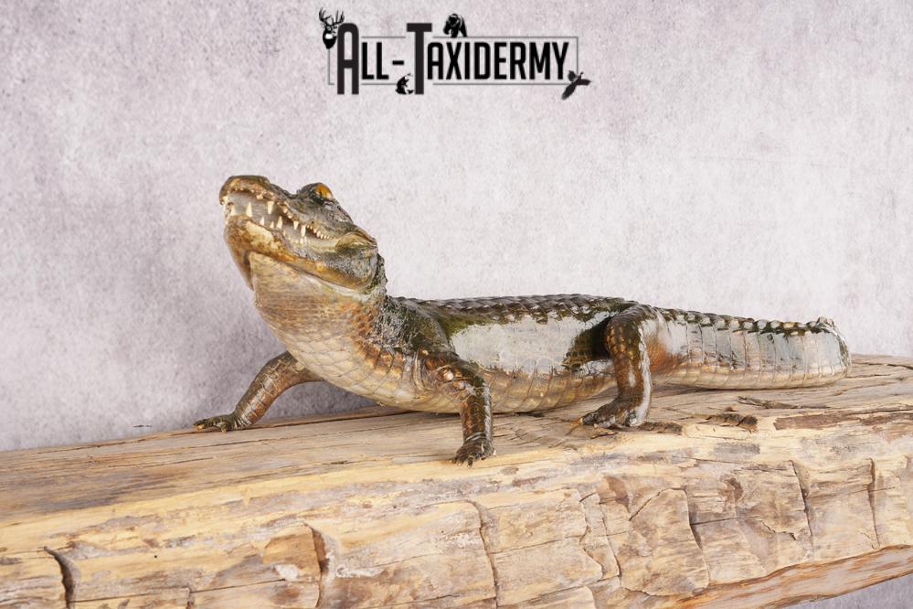 Baby Alligator SKU 3304 - Image 7