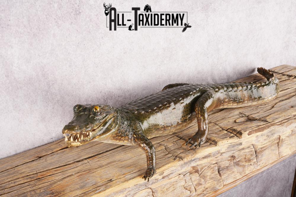 Baby Alligator SKU 3304 - Image 6