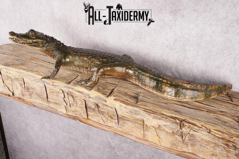 Baby Alligator SKU 3304 - Image 5