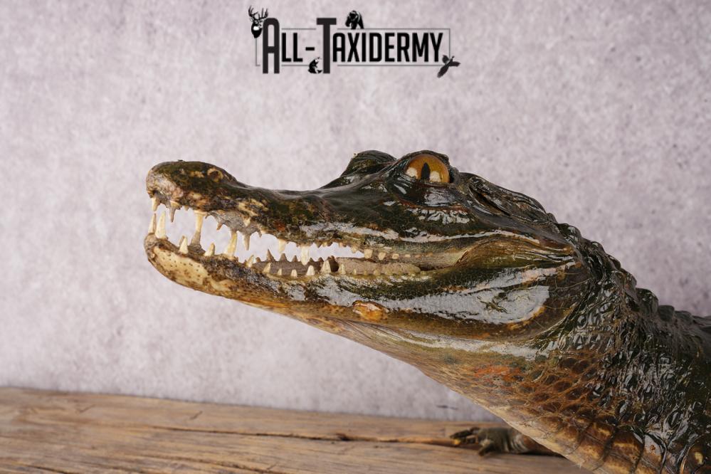 Baby Alligator SKU 3304 - Image 4