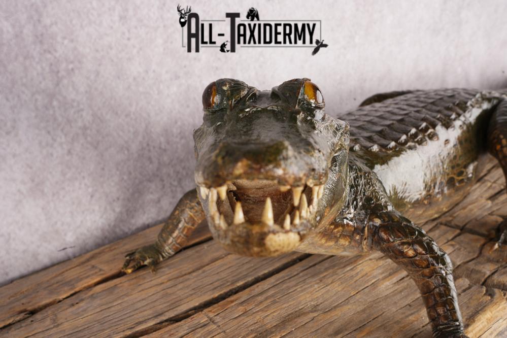 Baby Alligator SKU 3304 - Image 3