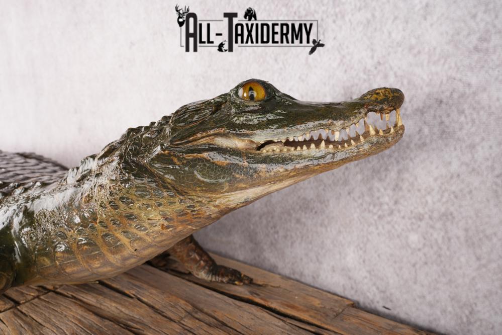 Baby Alligator SKU 3304 - Image 2