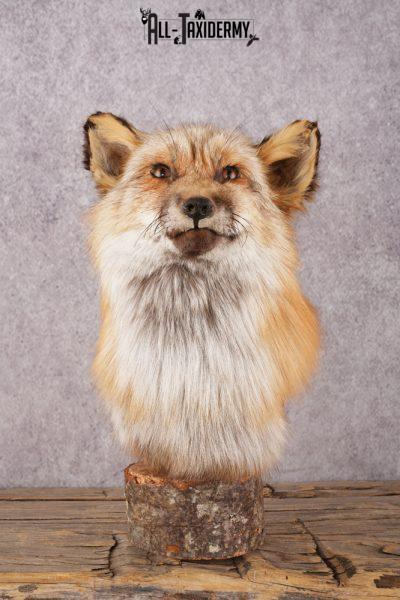 Red Fox Bust SKU 3302