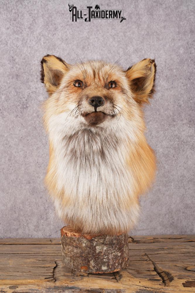 Red Fox Bust SKU 3302