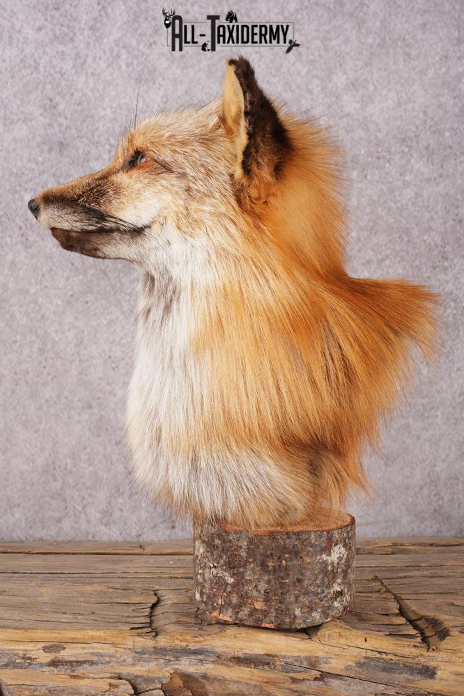 Red Fox Bust SKU 3302 - Image 4