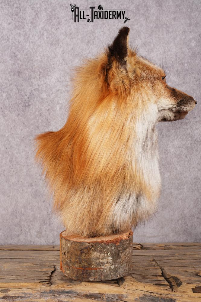 Red Fox Bust SKU 3302 - Image 2