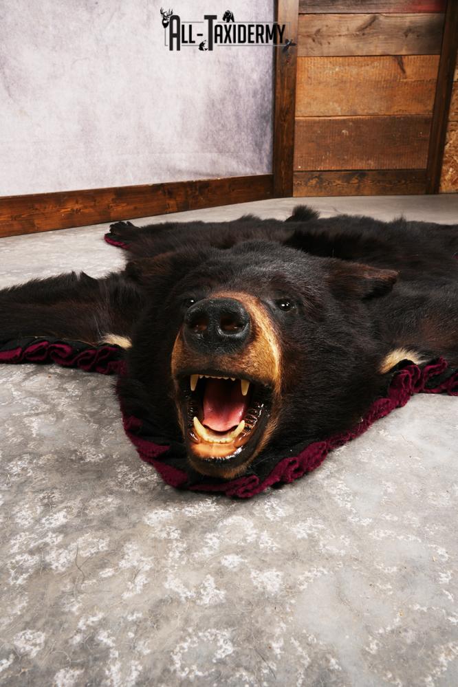 Black Bear Rug SKU 3291 - Image 5