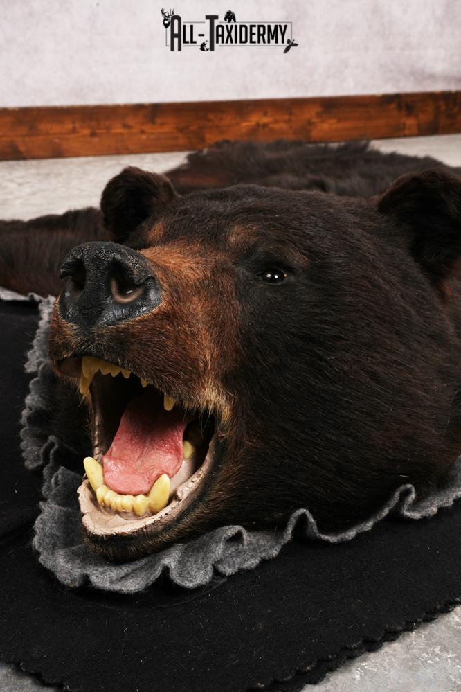 Black Bear Rug SKU 3289 - Image 4