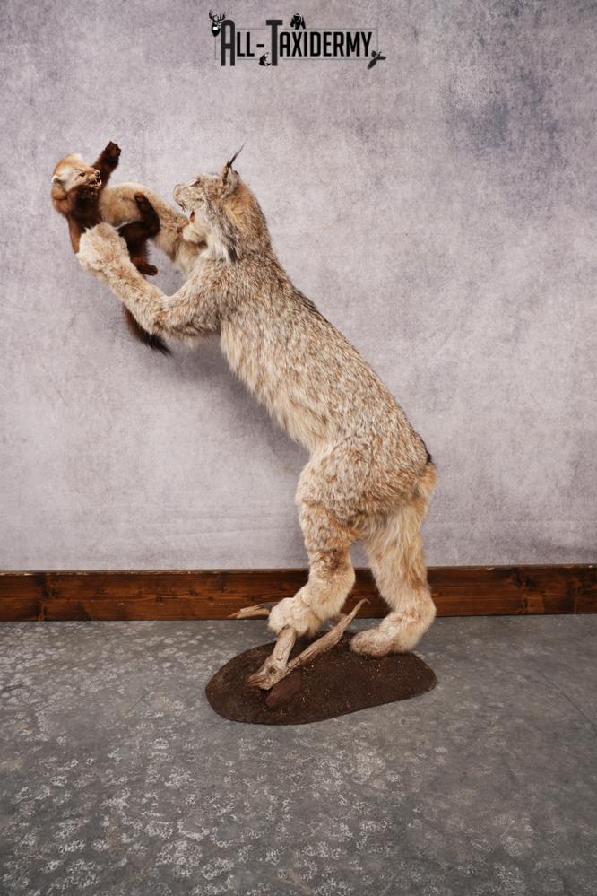 Alaskan Lynx SKU 3281