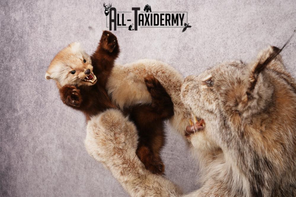 Alaskan Lynx SKU 3281 - Image 6