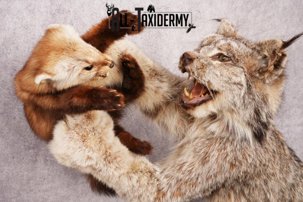 Alaskan Lynx SKU 3281 - Image 5