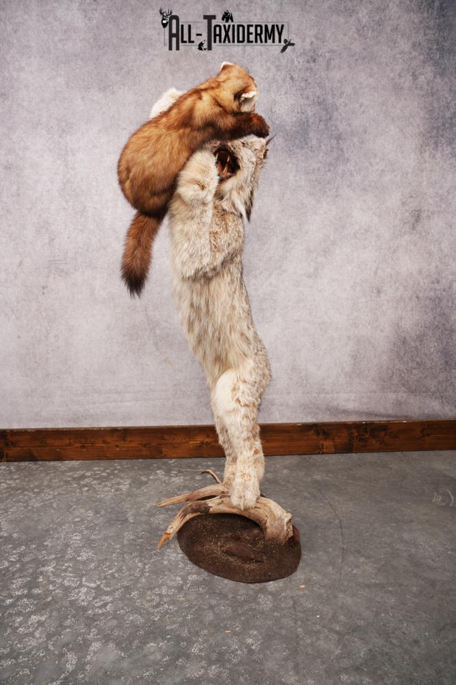 Alaskan Lynx SKU 3281 - Image 4