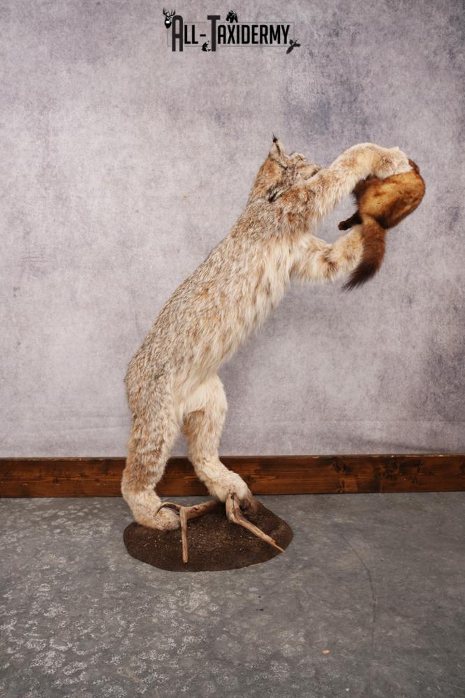 Alaskan Lynx SKU 3281 - Image 3