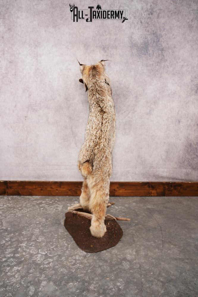 Alaskan Lynx SKU 3281 - Image 2